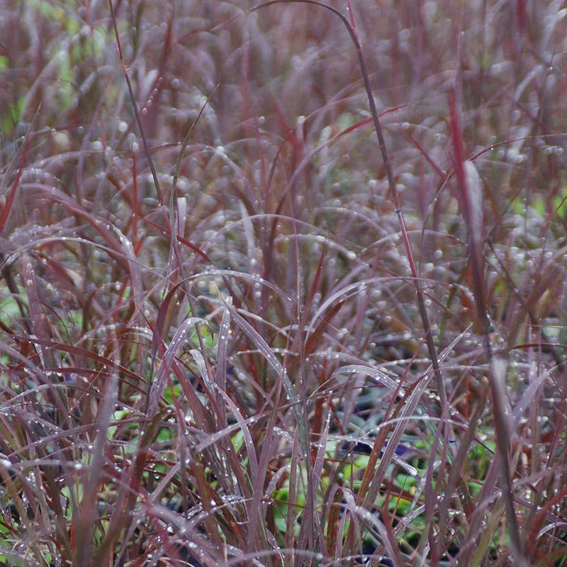 Blackhawks Big Bluestem Grass - Image 4