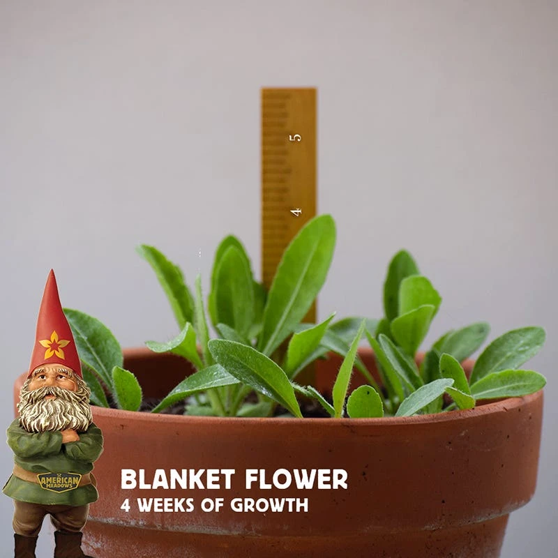 Blanket Flower Seeds - Image 2