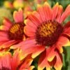 Blanket Flower Seeds