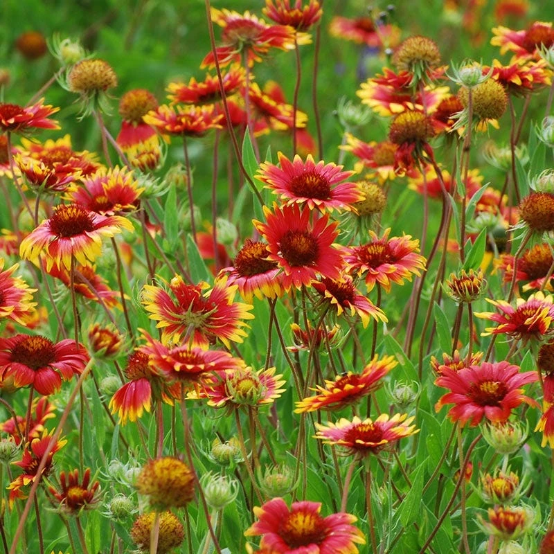 Blanket Flower Seeds - Image 4