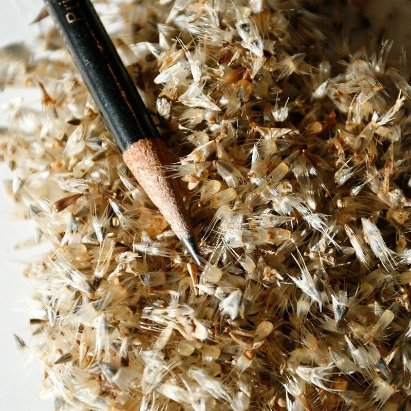 Blanket Flower Seeds - Image 3