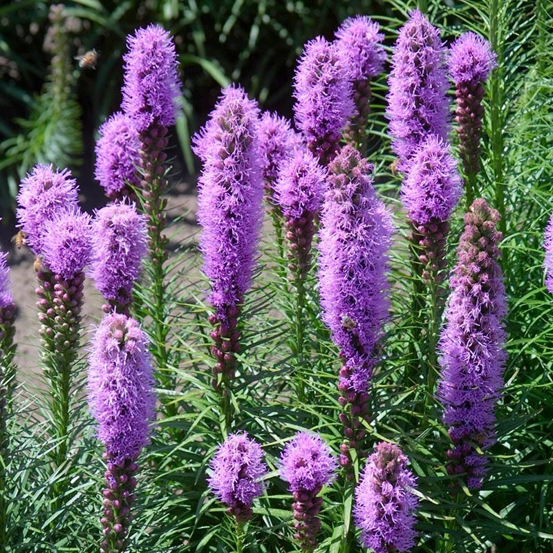 Purple Wildflower Seed Mix - Image 4