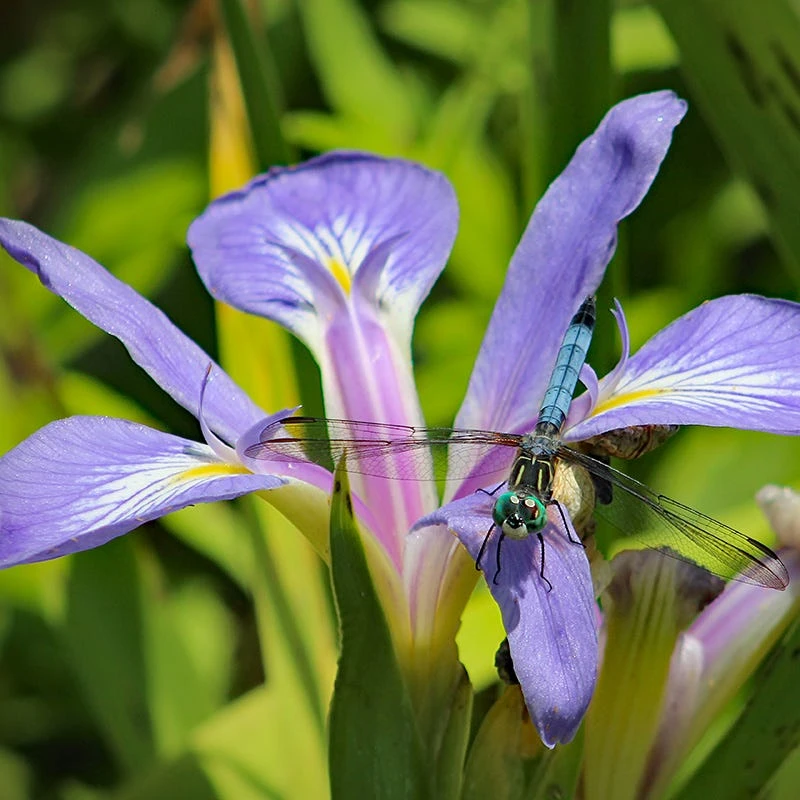 Blue Flag Iris - Image 2
