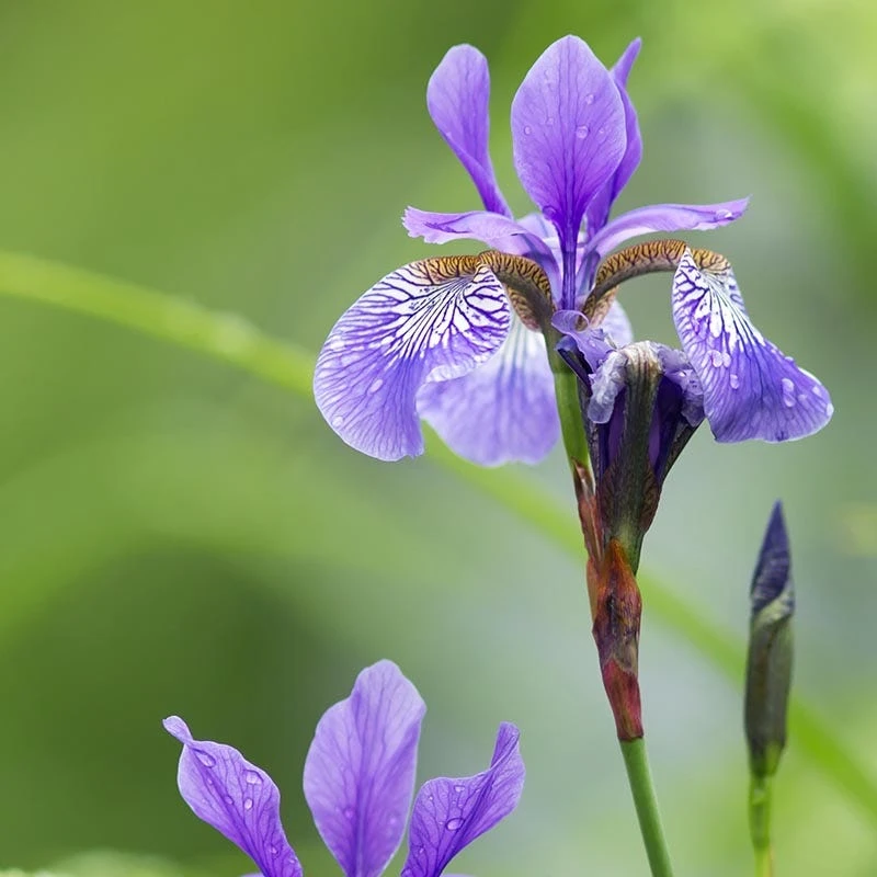 Blue Flag Iris