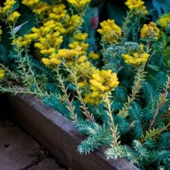 Blue Spruce Sedum