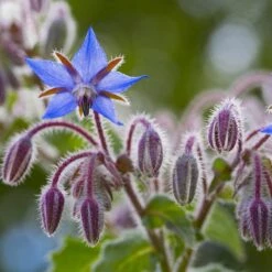 Borage Seeds