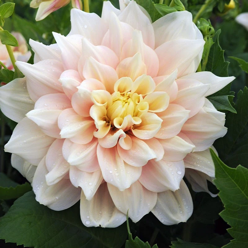 Break Out Decorative Dahlia - Image 3