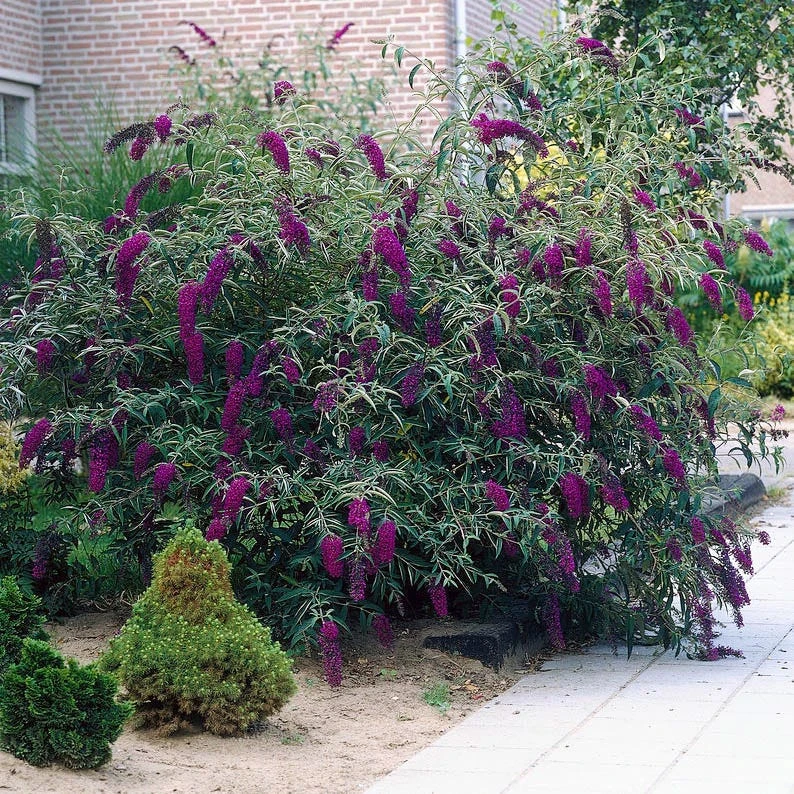 Black Knight Butterfly Bush - Image 3