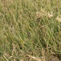 Buffalo Grass Seeds