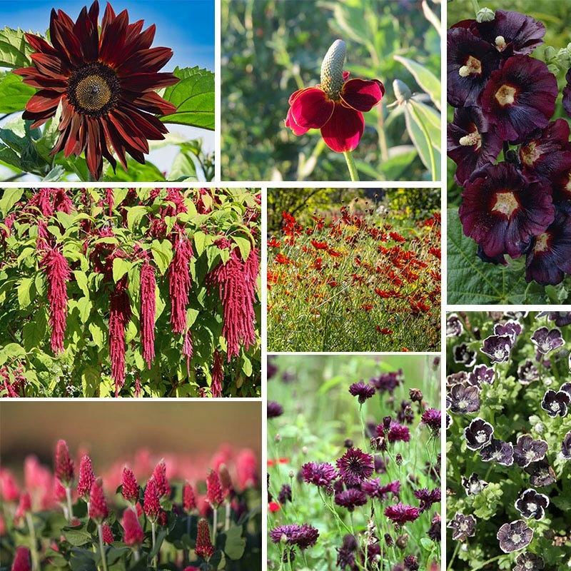 Burgundy Wildflower Seed Mix - Image 9