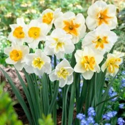 Butterfly Daffodil Mix