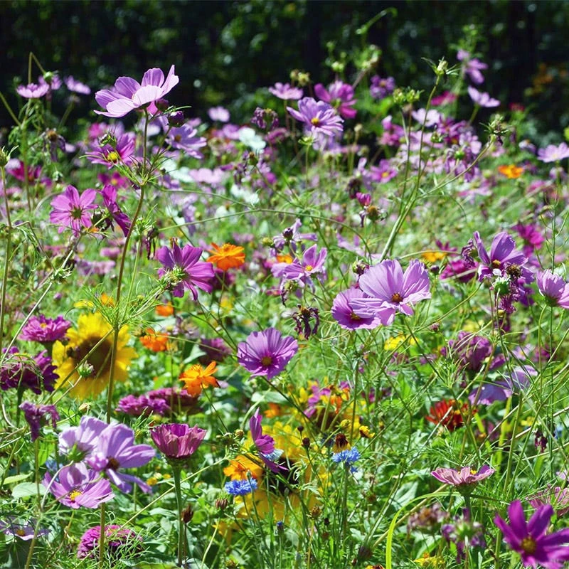 Butterfly & Hummingbird Wildflower Seed Mix - Image 4