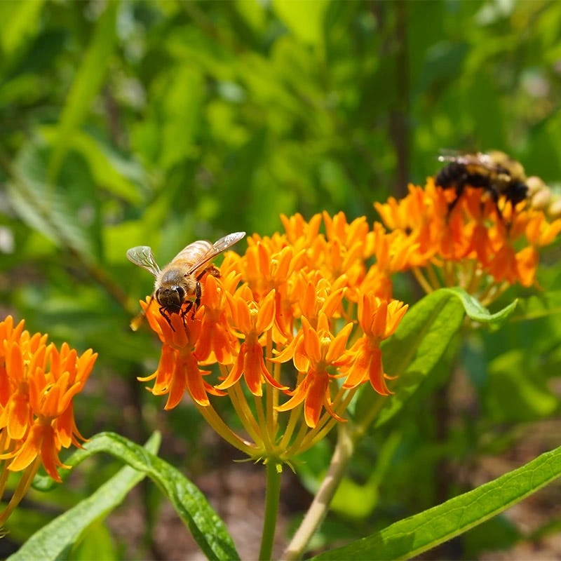 Butterfly Weed Seeds - Image 6