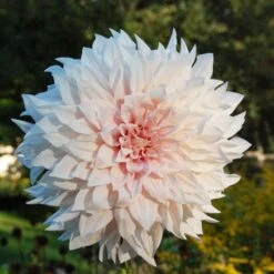 Cafe Au Lait Dinner Plate Dahlia