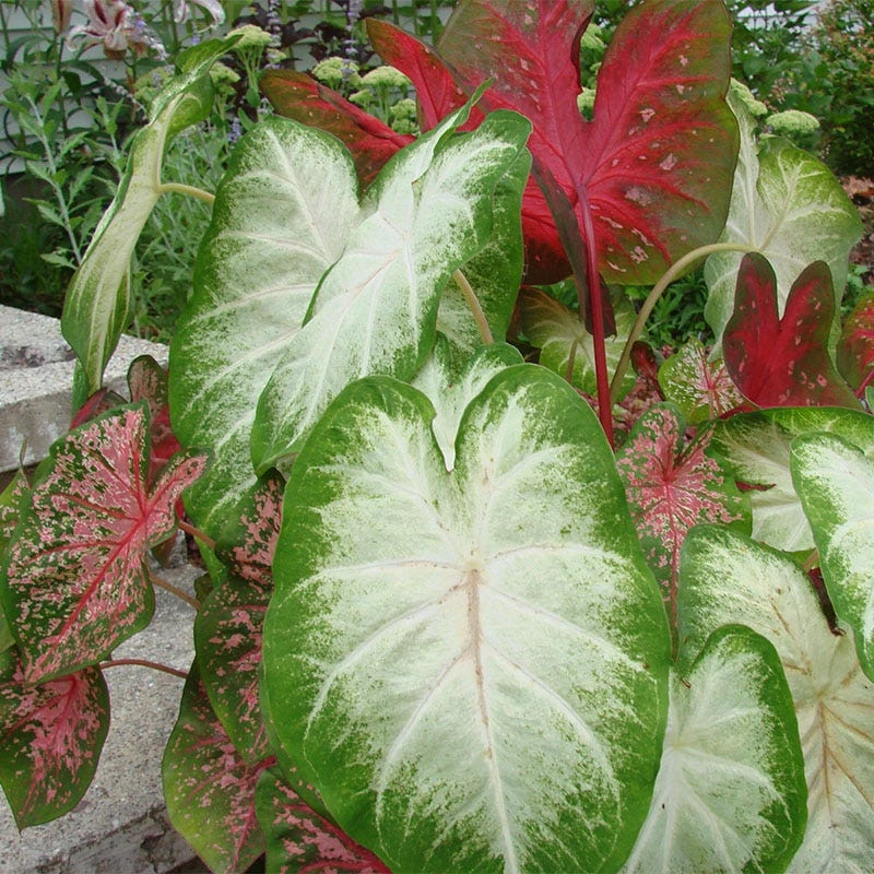Caladium Mix - Image 3