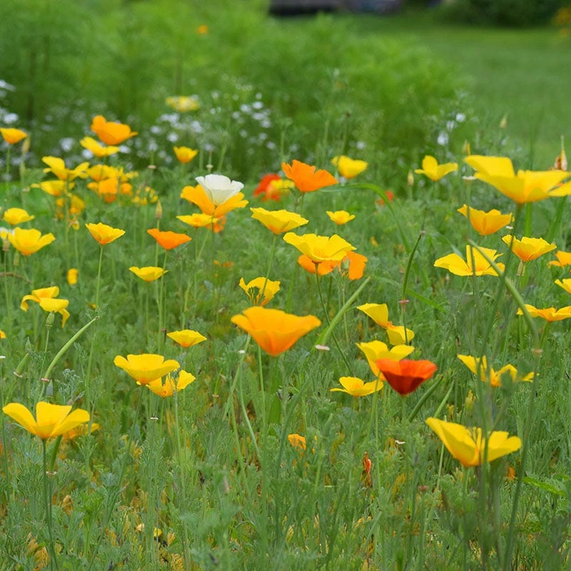 California Poppy Seeds Splendid Mix - Image 4