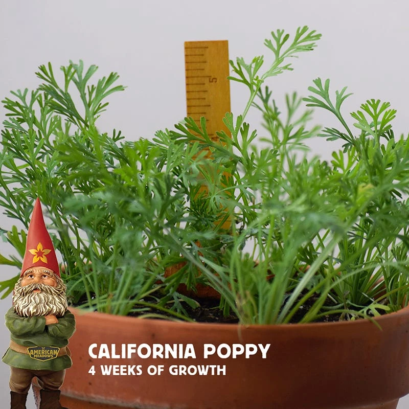 California Poppy Seeds - Image 4