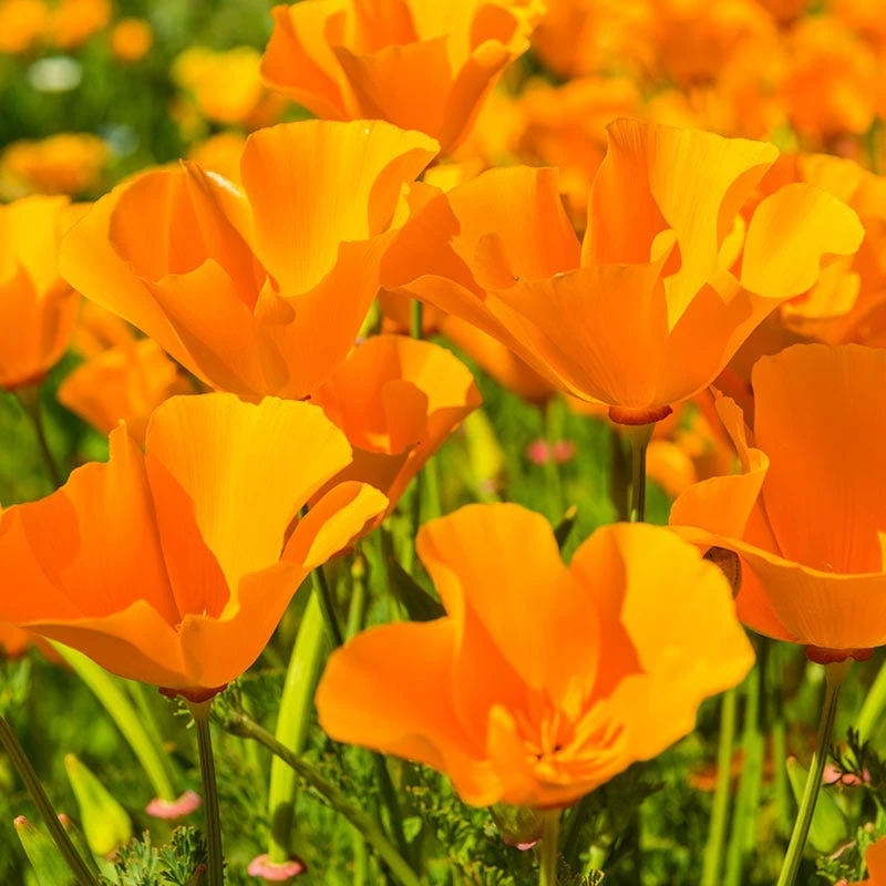 California Poppy Seeds - Image 6