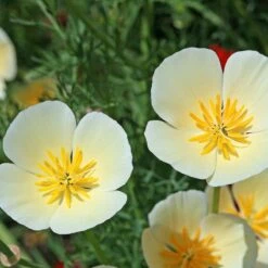 California Poppy Seeds Ivory Castle