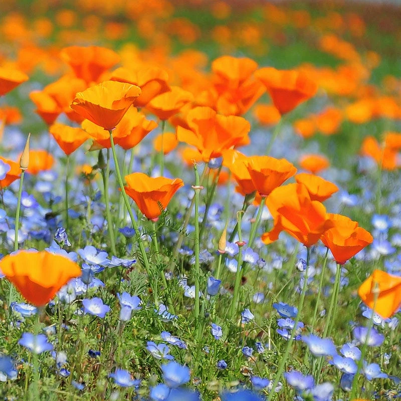 California Poppy Seeds - Image 3