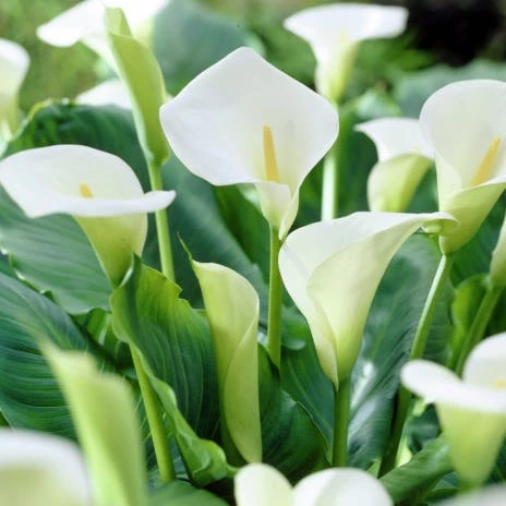 White Florist Calla Lily - Image 2