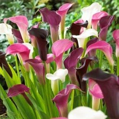 Purple Rain Calla Lily Mix