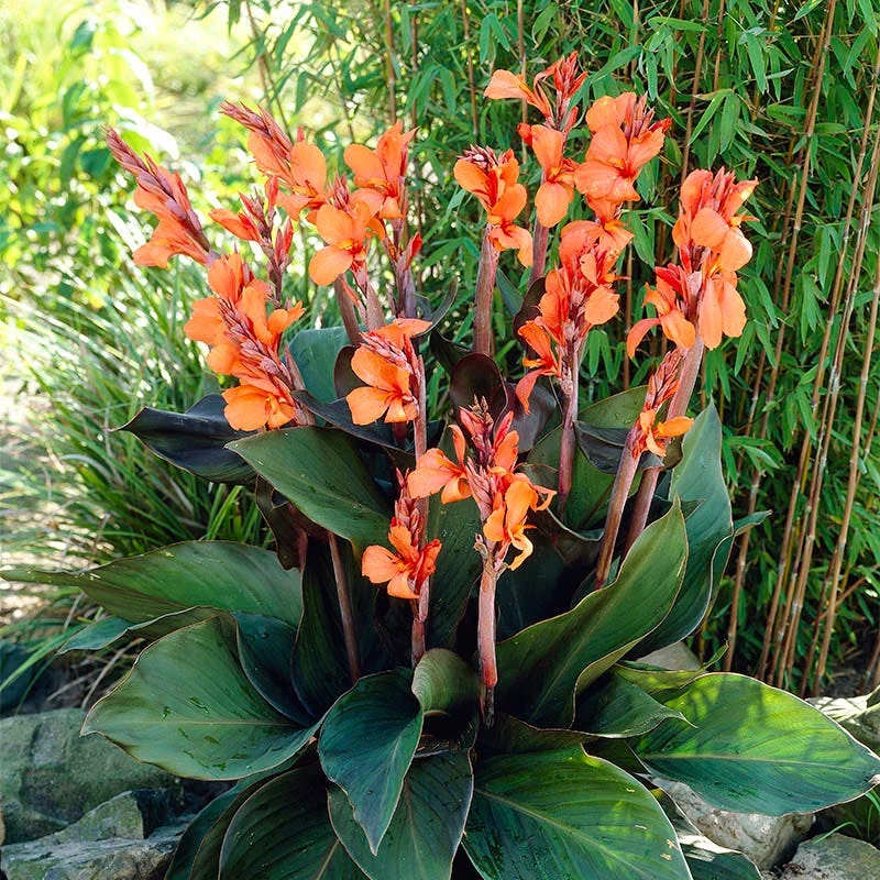 Wyoming Canna Lily - Image 3