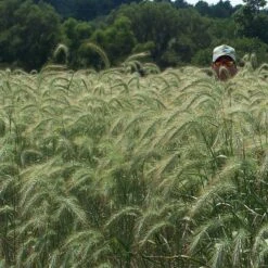Canada Wild Rye Grass Seeds