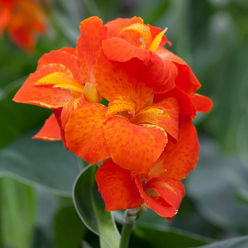 CannaSol⢠Happy Cleo Canna Lily