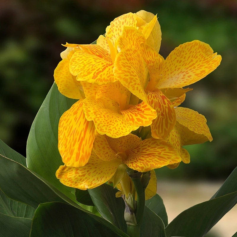 CannaSolâ„¢ Happy Emily Canna Lily