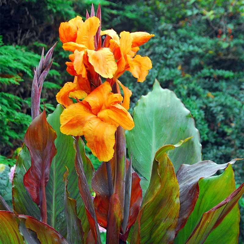 Wyoming Canna Lily - Image 4