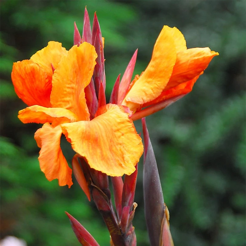 Wyoming Canna Lily - Image 2