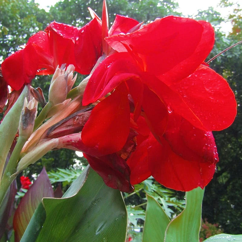 Red Dazzler Canna Lily - Image 4