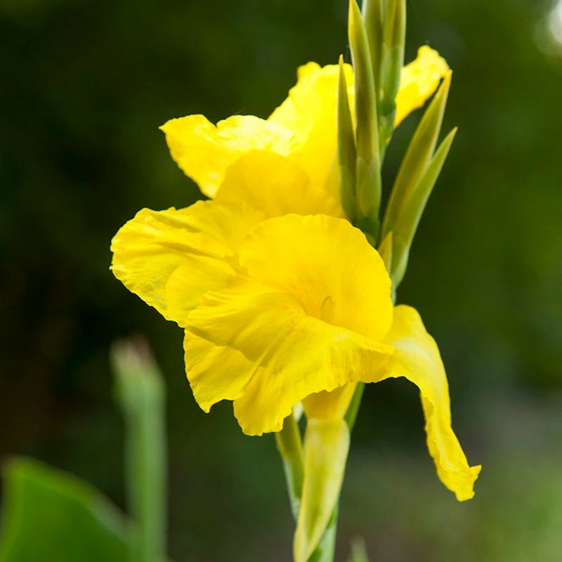 Rio Tall Canna Collection - Image 3