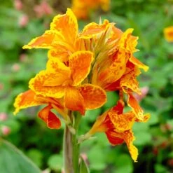 Taroudant Canna Lily