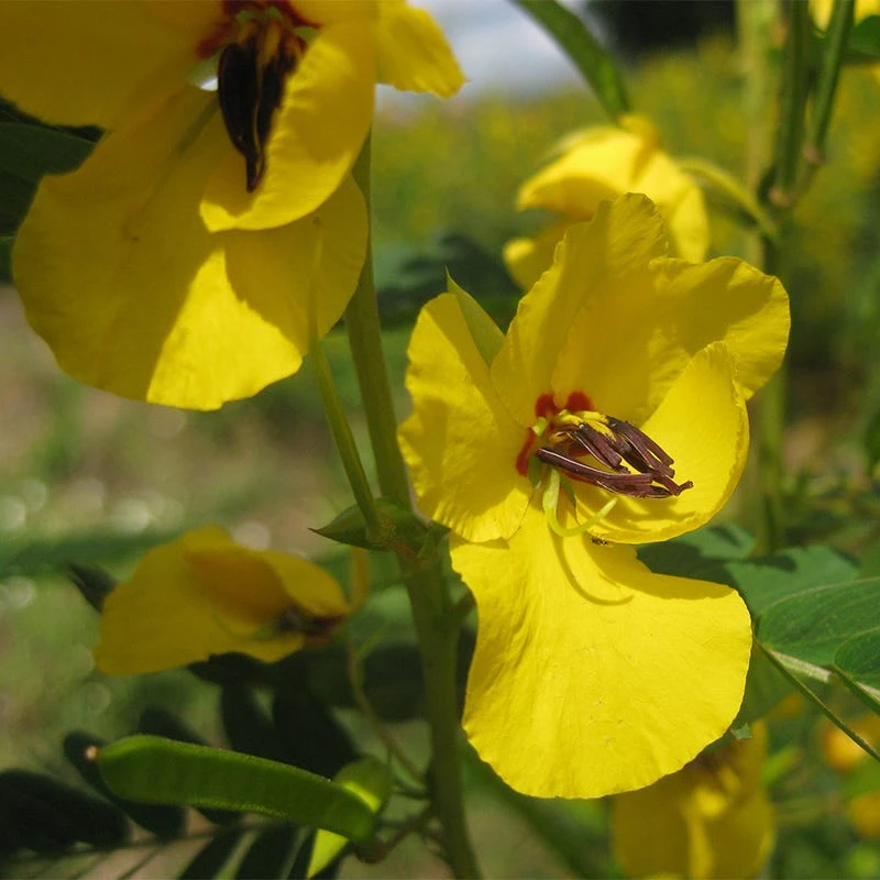 Partridge Pea Seeds - Image 5