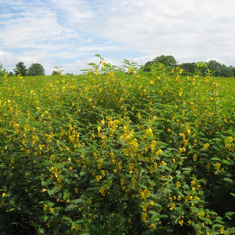 Partridge Pea Seeds - Image 2