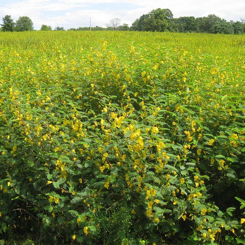 Partridge Pea Seeds - Image 6