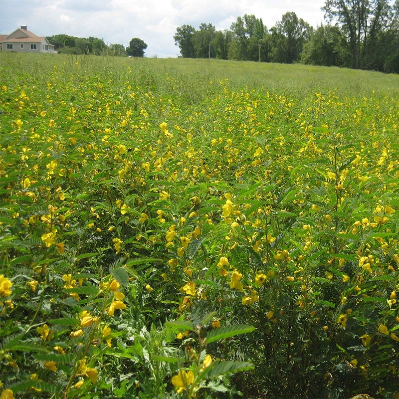 Partridge Pea Seeds - Image 8