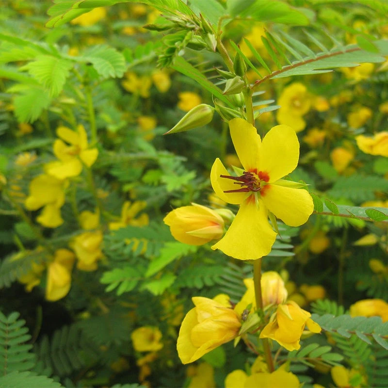 Partridge Pea Seeds - Image 7