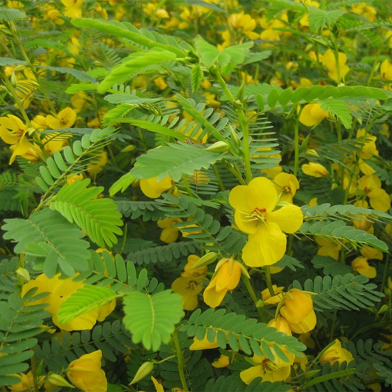 Partridge Pea Seeds