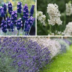 Checkerboard Low Grow Lavender Collection