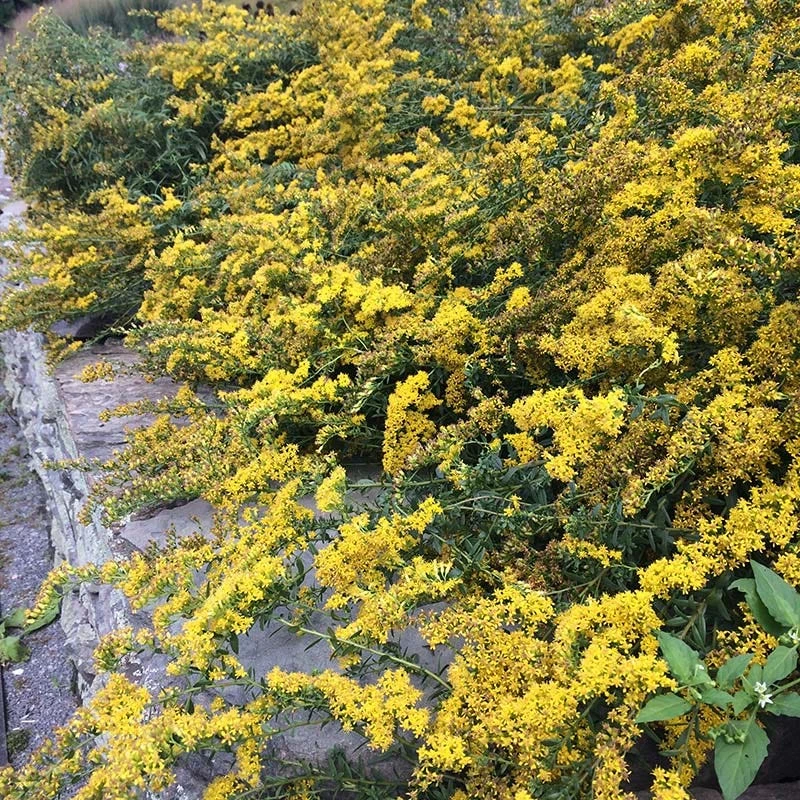 Cliff Goldenrod - Image 2