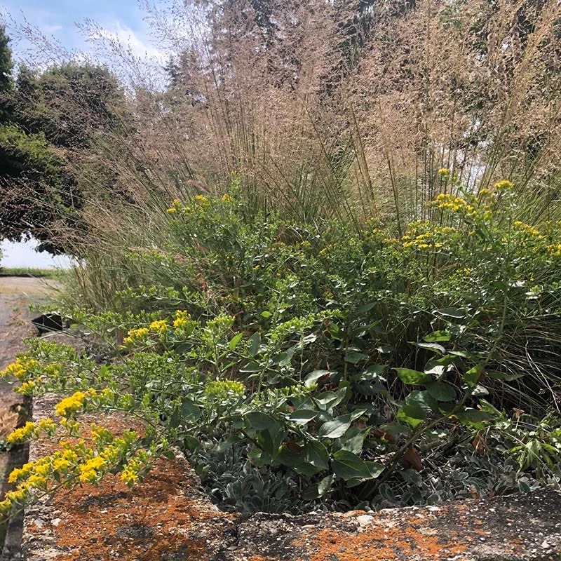 Cliff Goldenrod - Image 3