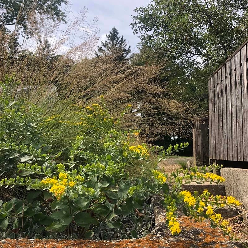 Cliff Goldenrod - Image 4