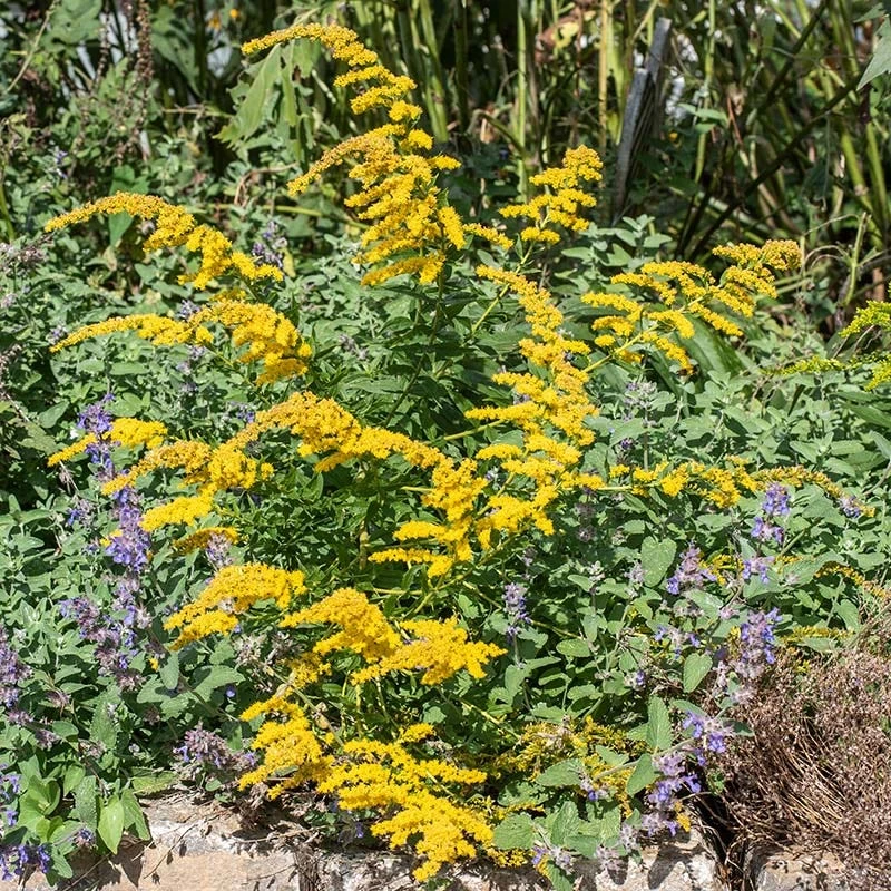 Cliff Goldenrod - Image 6