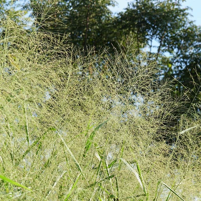 Cloud Nine Switchgrass - Image 2