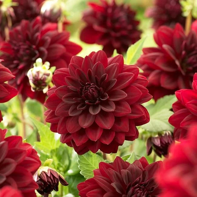 Black Forest Cake Dahlia Collection - Image 4