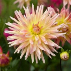 Banana Cream Pie Dahlia Collection