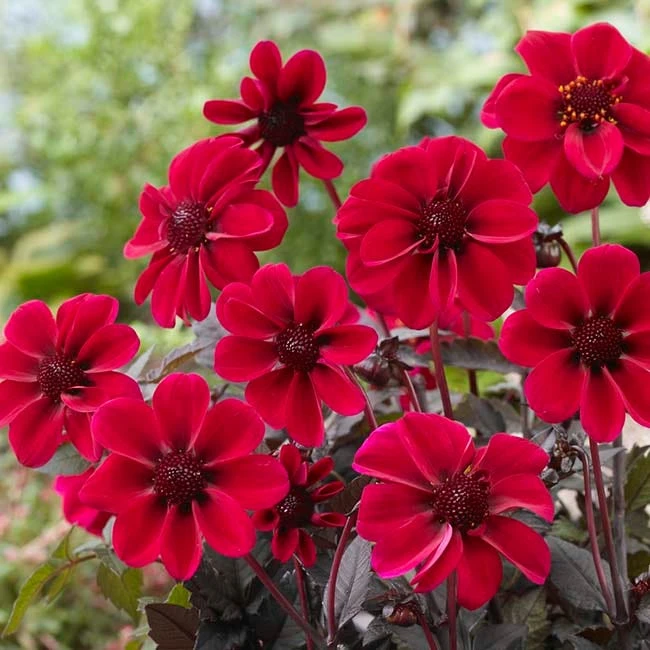 Black Forest Cake Dahlia Collection - Image 3